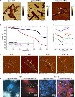 Selective Cytotoxic Activity of Prodigiosin@halloysite Nanoformulation